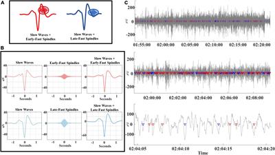 The Rise and Fall of Slow Wave Tides: Vacillations in Coupled Slow Wave/Spindle Pairing Shift the Composition of Slow Wave Activity in Accordance With Depth of Sleep